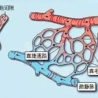 科學家論述微循環的重要性