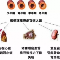 全國著名微循環專家論談微循環