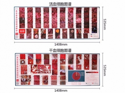 血液細胞掛圖